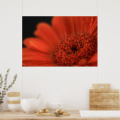 Poster Gerbera orange profonde (Cuisine)