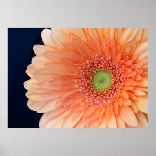 Poster Gerbera pêche
