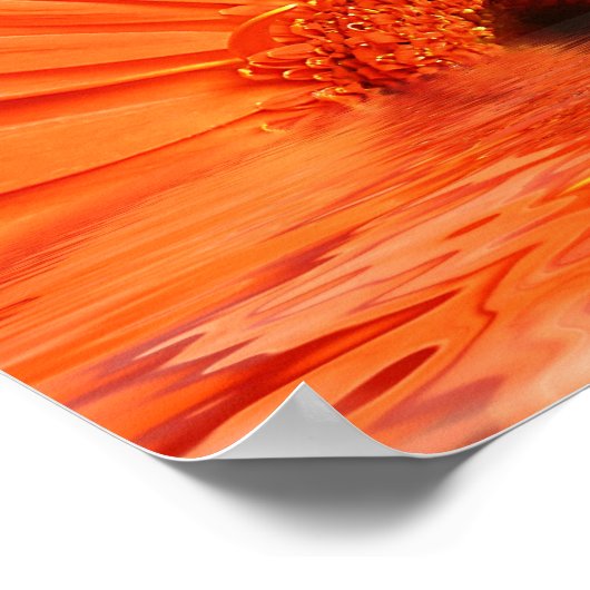 Poster gerbera rouge dans l'eau (Coin)