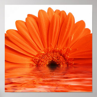 Poster gerbera rouge dans l'eau
