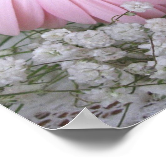 Poster Gerberas rose (Coin)