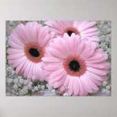 Poster Gerberas rose (Devant)