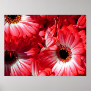 Poster Gerberas rouges affiche, S Cyr