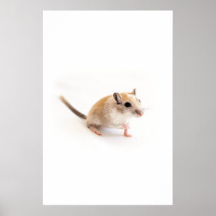 Poster Gerbil Cute Bébé Animal Animaux Animaux Animaux Ge