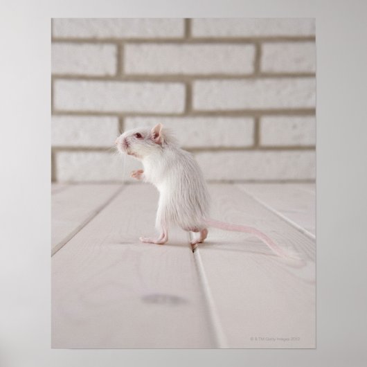 Poster Gerbil debout (Devant)