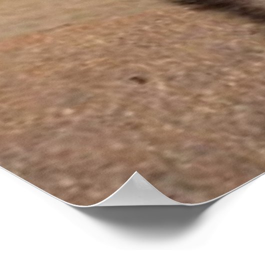 Poster German Shepherd (Hoek)