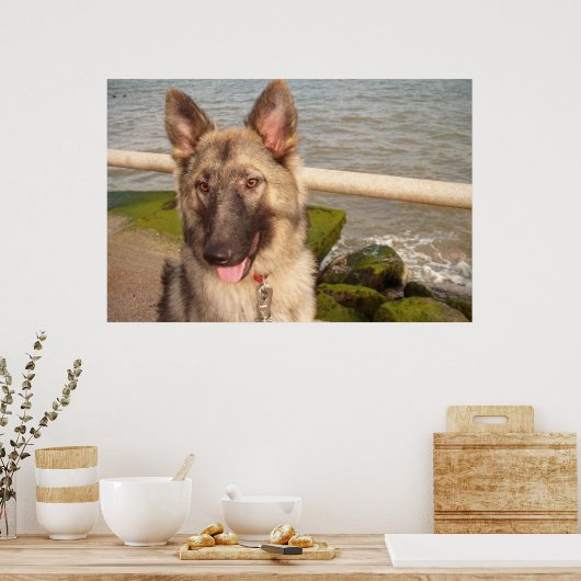 Poster German Shepherd (Keuken)
