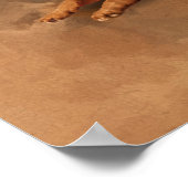 Poster German Shepherd Dog (Coin)