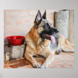 Poster German Shepherd Resting
