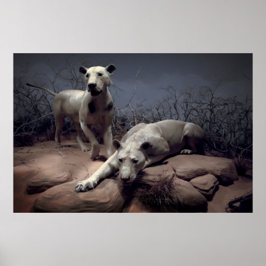 POSTER GESTION DES LIONS DE TSAVO (Devant)