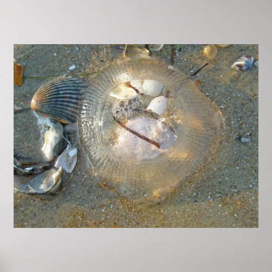 Poster Gestrande kwallen en schelpen (Voorkant)