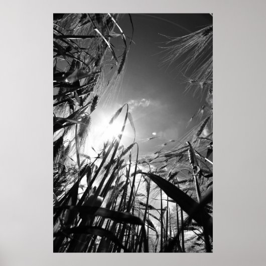 Poster Getreide Schwarz Weiß (Devant)