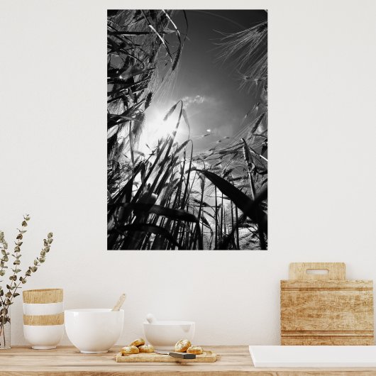 Poster Getreide Schwarz Weiß (Cuisine)