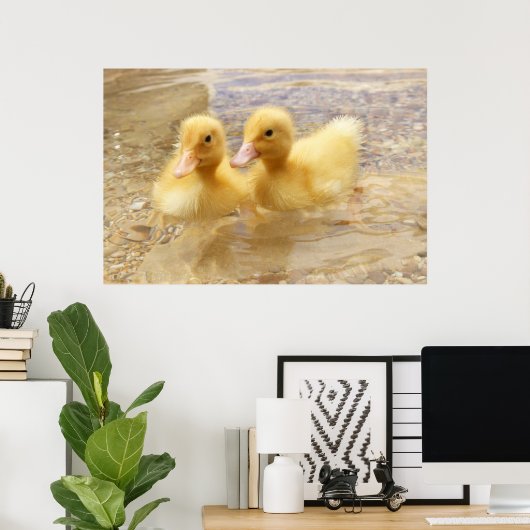 Poster Getty Images | Fuzzy Yellow Ducklings (Bureau à domicile)