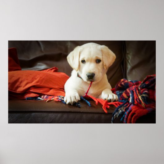 Poster Getty Images | Puppy On A Sofa (Devant)
