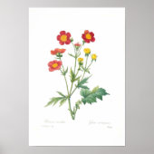 Poster Geum coccineum (Devant)