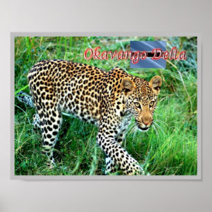 Poster GHEPARD Delta de l'Okavango -