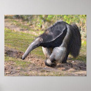 Poster Giant Anteater walking on grass