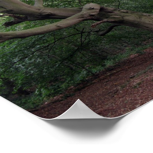 Poster Giant Beech Trees (Coin)