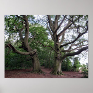 Poster Giant Beech Trees