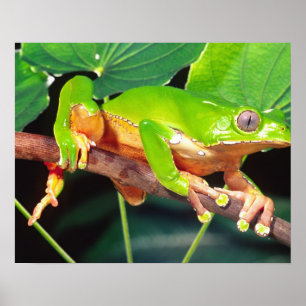 Poster Giant Bicolor Monkey Treefrog, Phyllomedusa