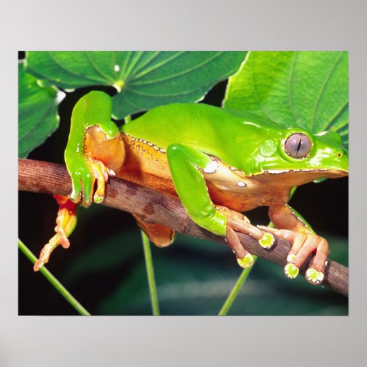 Poster Giant Bicolor Monkey Treefrog, Phyllomedusa (Devant)