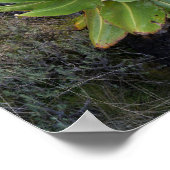 Poster Giant Groundsel ou Dendrosenecio 2 (Coin)
