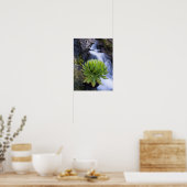 Poster Giant Groundsel ou Dendrosenecio 2 (Cuisine)