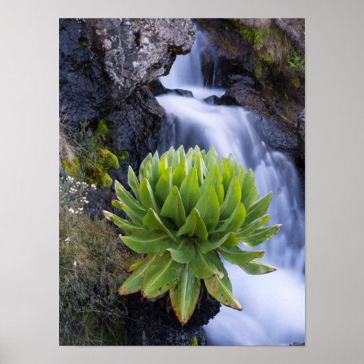 Poster Giant Groundsel ou Dendrosenecio 2 (Devant)