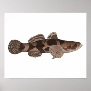 Poster Giant Gudgeon