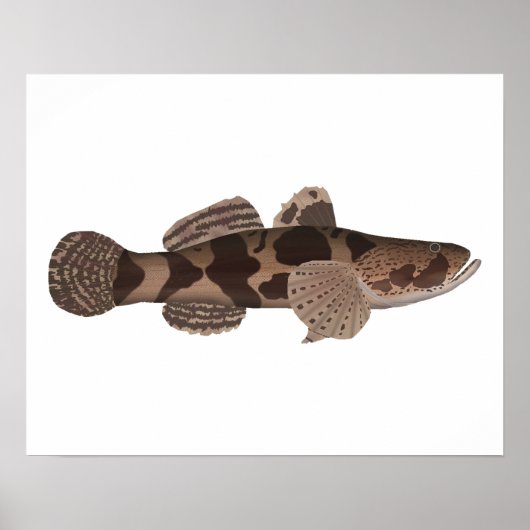 Poster Giant Gudgeon (Devant)