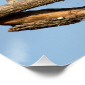 Poster Giant Kingfisher (Coin)