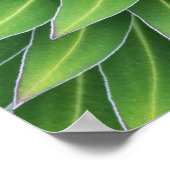 Poster Giant Lobelia | Mount Kenya National Park, Kenya (Coin)