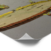 Poster Giant ou Victoria Lilies Victoria amazonica, (Coin)