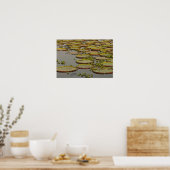 Poster Giant ou Victoria Lilies Victoria amazonica, (Cuisine)