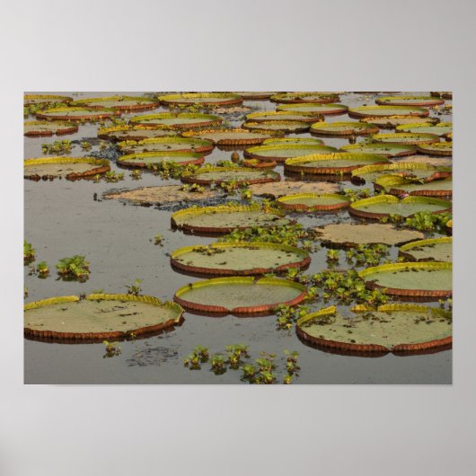 Poster Giant ou Victoria Lilies Victoria amazonica, (Devant)