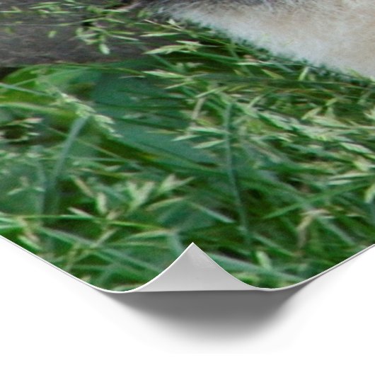 Poster Giant Panda assis (Coin)