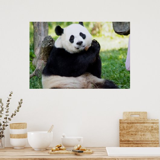 Poster Giant Panda assis (Cuisine)