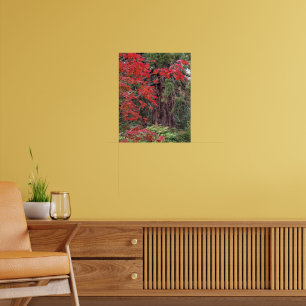 Poster Giant Sequoia and Red Maple Leaves Photographic