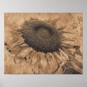 Poster Giant Sunflowers Vintage Sepia Brown Floral Art