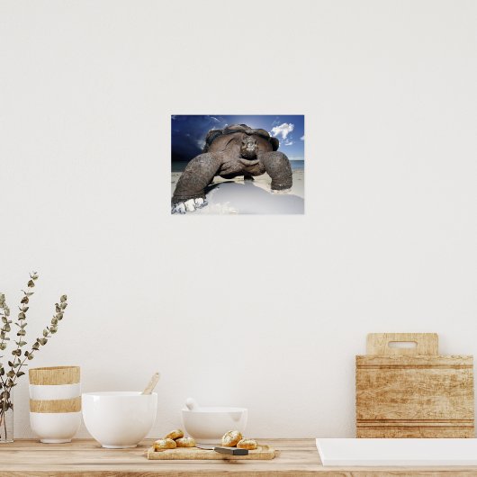 Poster Giant Tortoise (Cuisine)