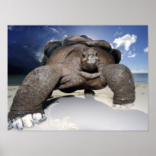 Poster Giant Tortoise