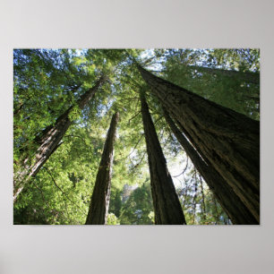 Poster "Giants", Muir Woods