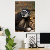 Poster Gibbon à mains blanches (Hylobates Lar), Monkeylan (Bureau à domicile)