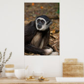 Poster Gibbon (Hylobates Lar) à poitrine blanche, singe (Cuisine)