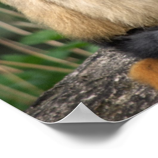 Poster Gibbons (Coin)