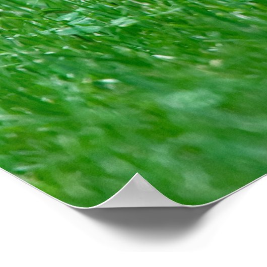 Poster gigantesque Red Fox (Coin)