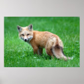 Poster gigantesque Red Fox (Devant)