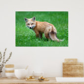 Poster gigantesque Red Fox (Cuisine)