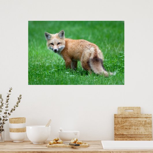 Poster gigantesque Red Fox (Cuisine)
